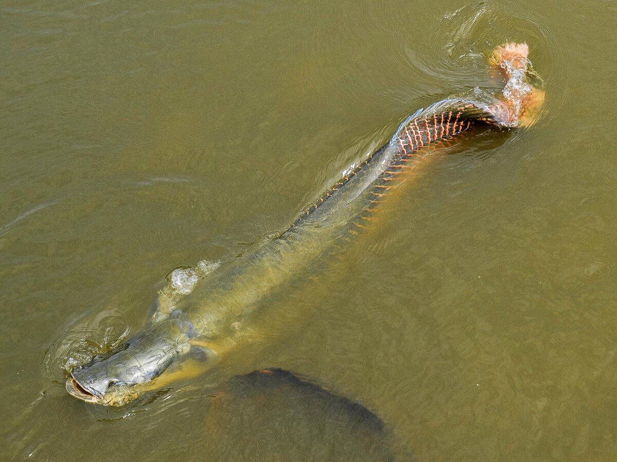 Giant arapaima fish, the world's largest freshwater fish, in Guyana