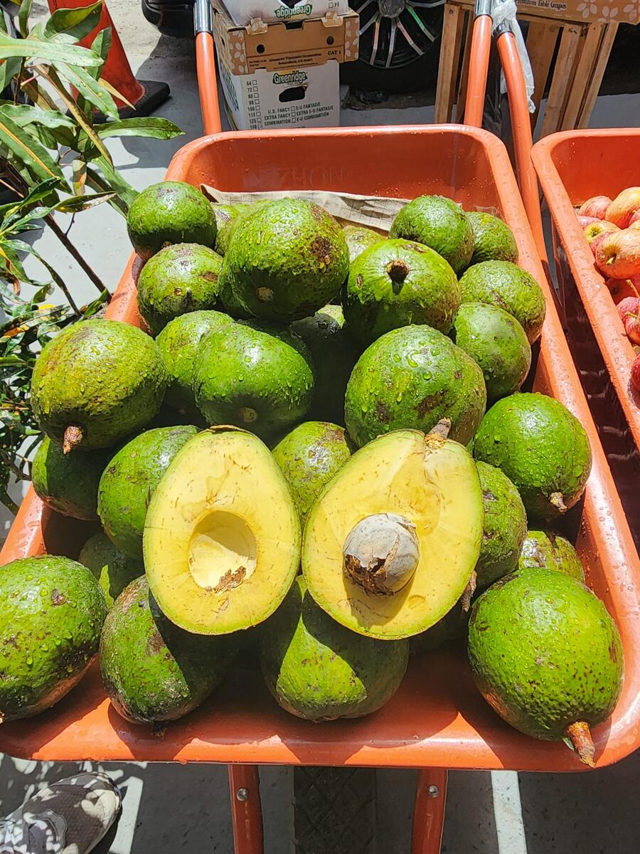 Fresh Guyanese Avocados at Local Market