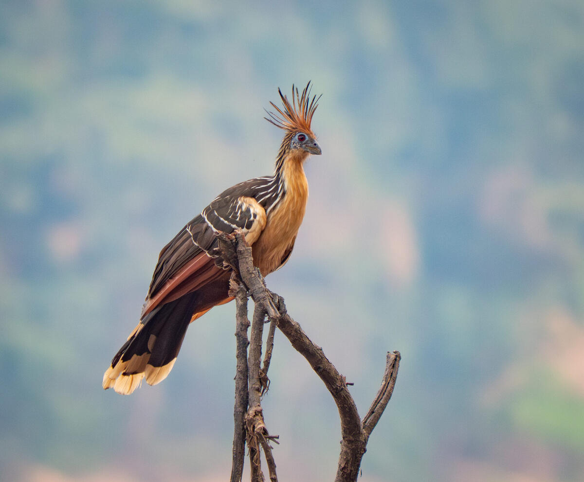 Hoatzin bird, Guyana's prehistoric national bird, perched in vegetation