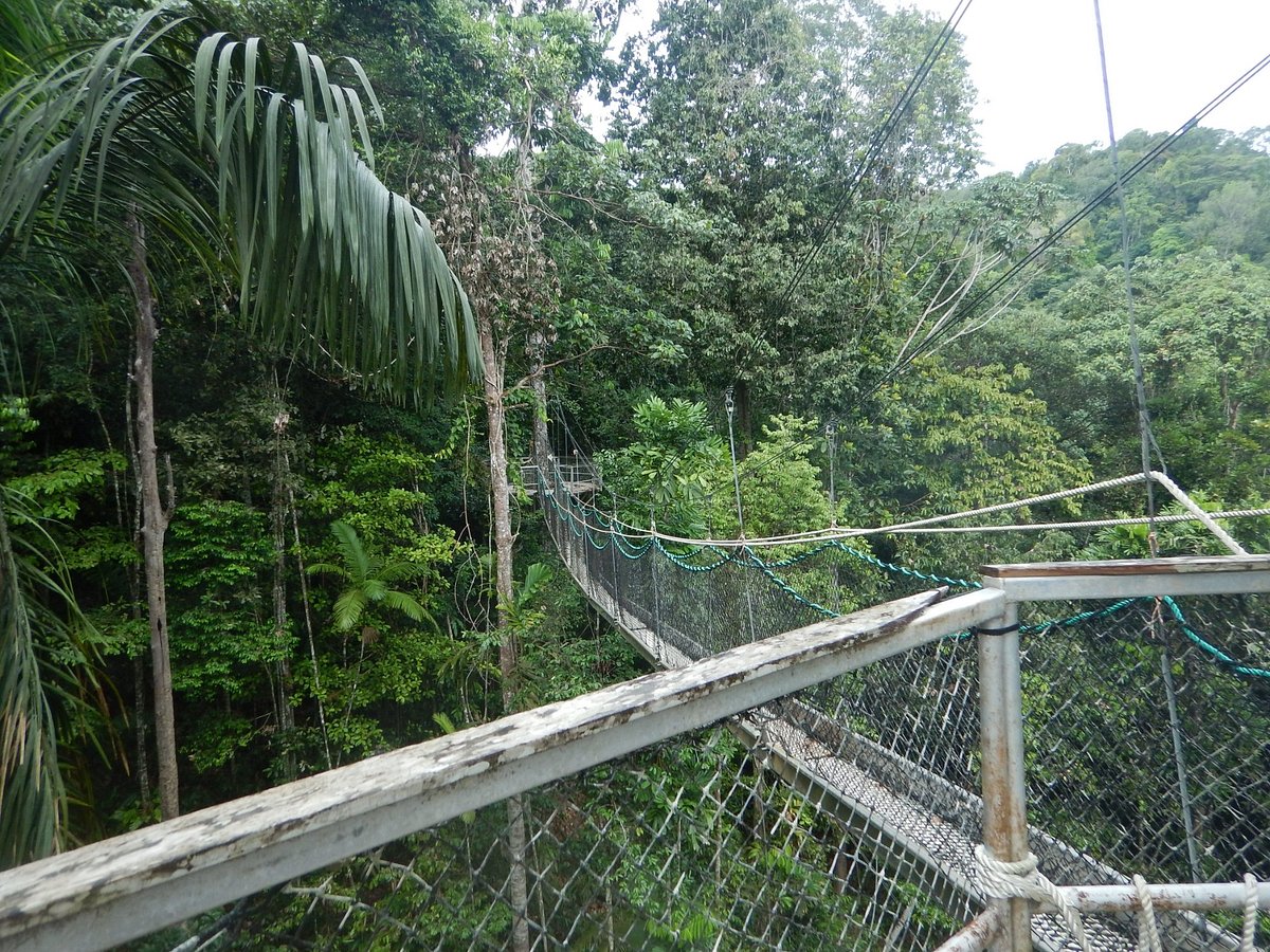 Iwokrama canopy walkway suspended above pristine rainforest
