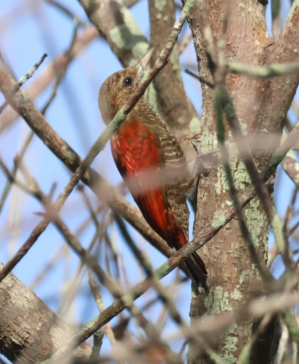 Blood-colored Woodpecker - Guiana Endemic
