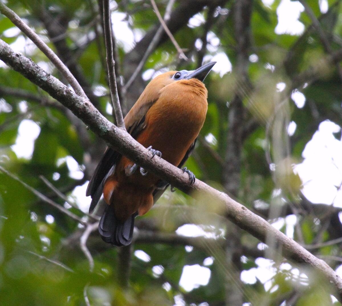Capuchinbird - Bizarre Monk Bird