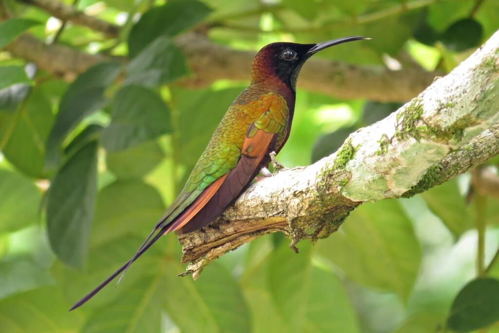 Crimson Topaz Hummingbird