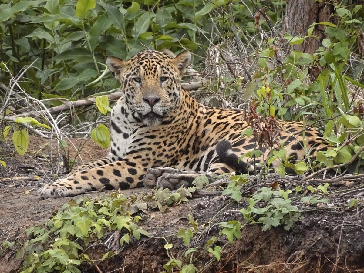 Jaguar in Guyana's Rupununi - National Animal
