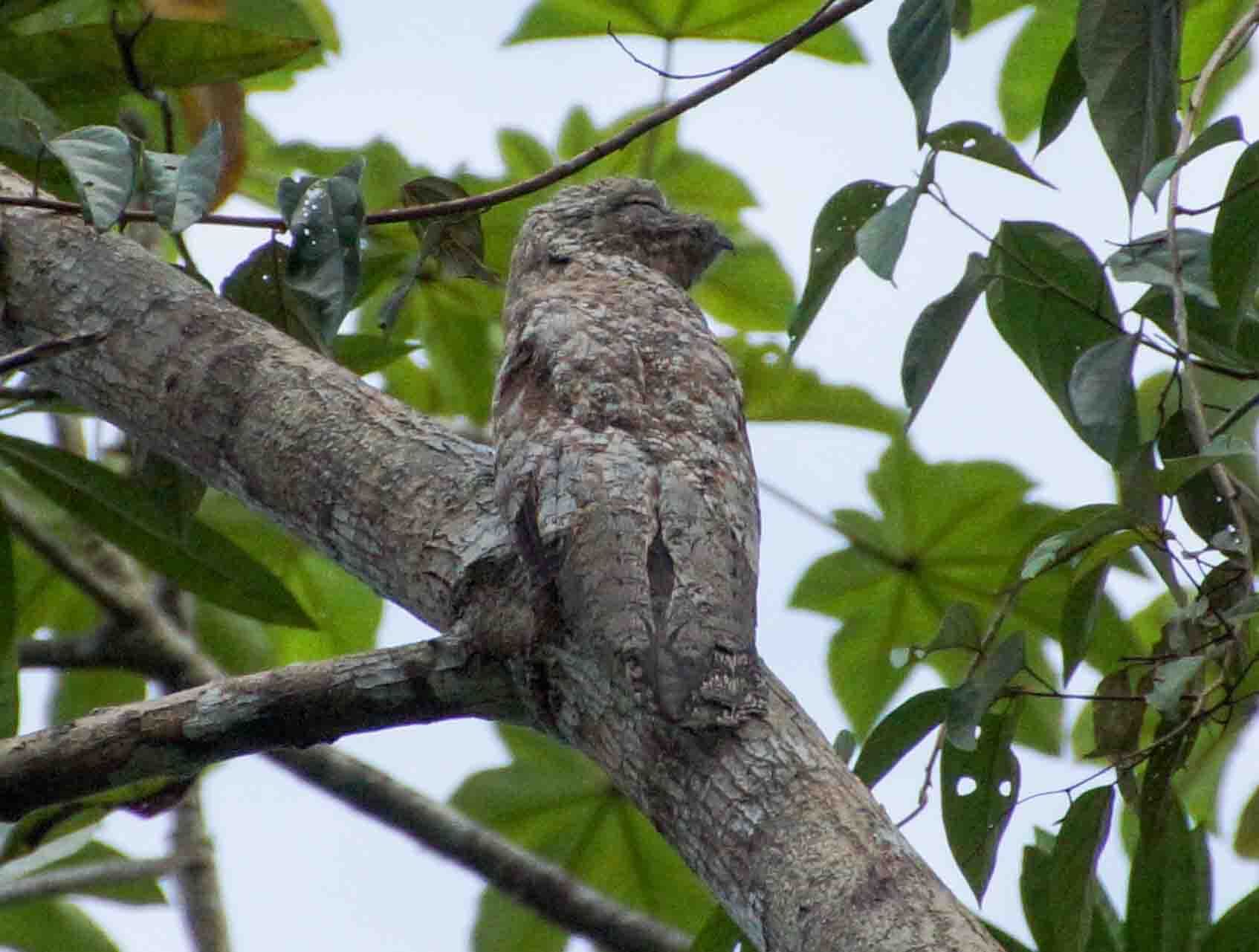 Great Potoo - Nocturnal Master of Camouflage