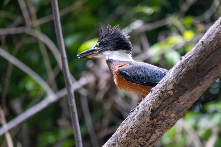 Rainforest trail near Rewa Eco-Lodge, Guyana