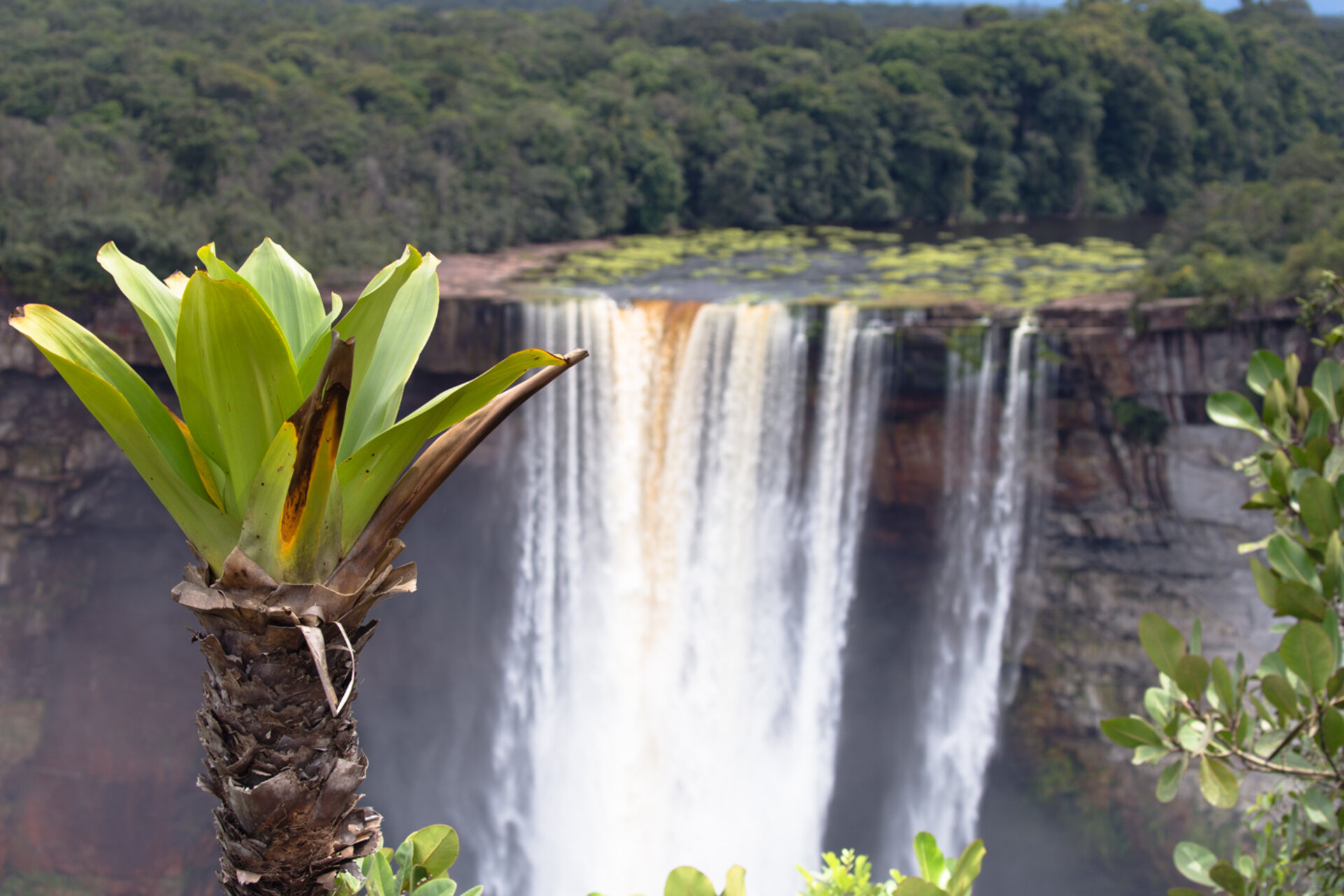Giant tank bromeliad in the foreground with Kaieteur Falls cascading behind