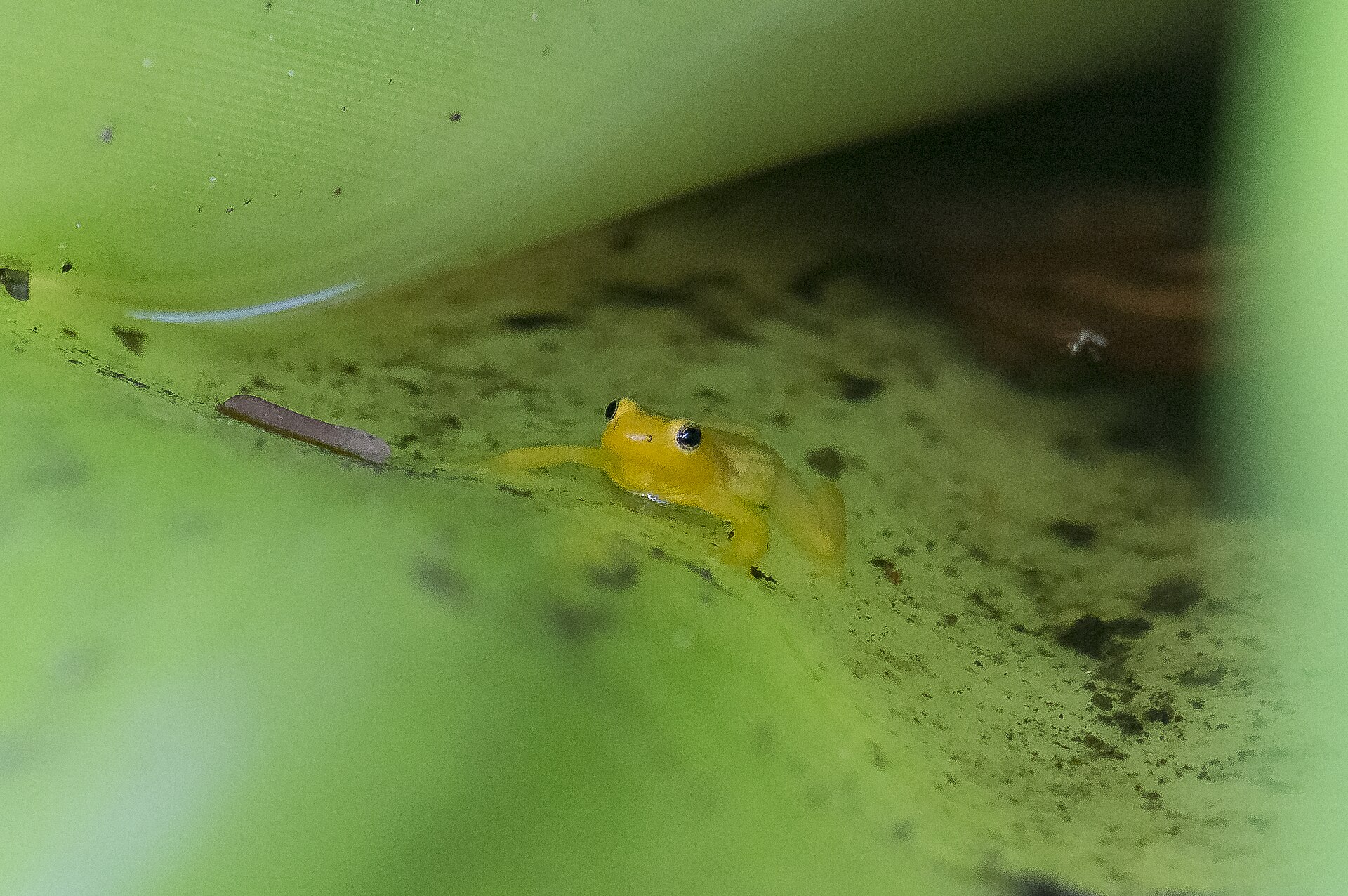 The Kaieteur Golden Frog (Anomaloglossus beebei), endemic species found only at Kaieteur Falls