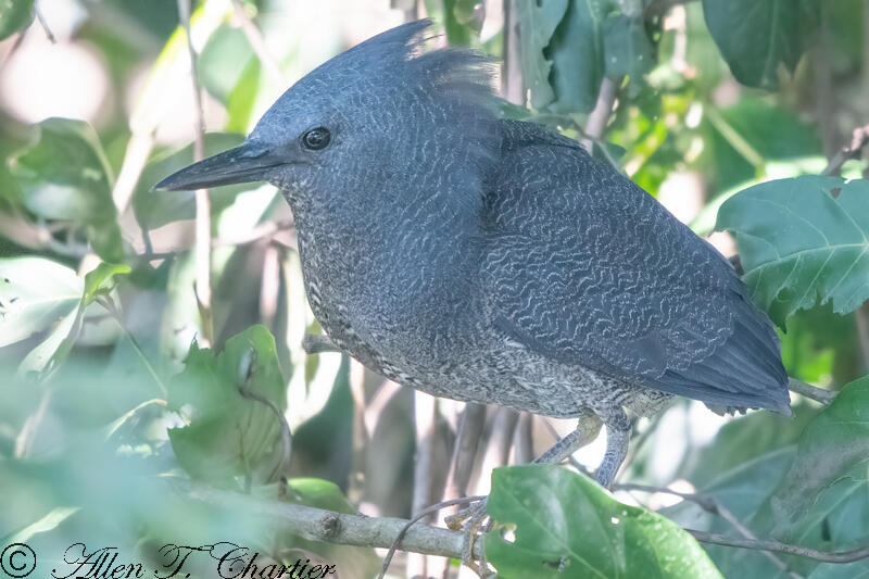 Zigzag Heron - Elusive Wetland Bird